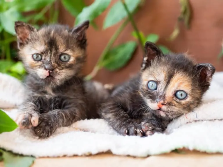 שתי גורות חתולים מתוקות