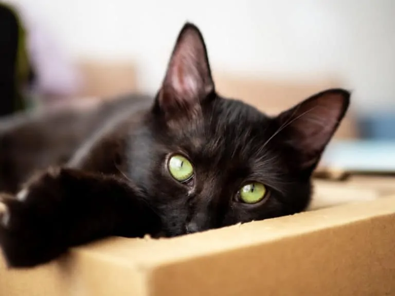 חתולה שחורה שוכבת על קרטון